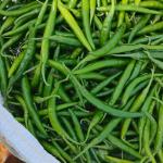 Premium Fresh Green Chilli