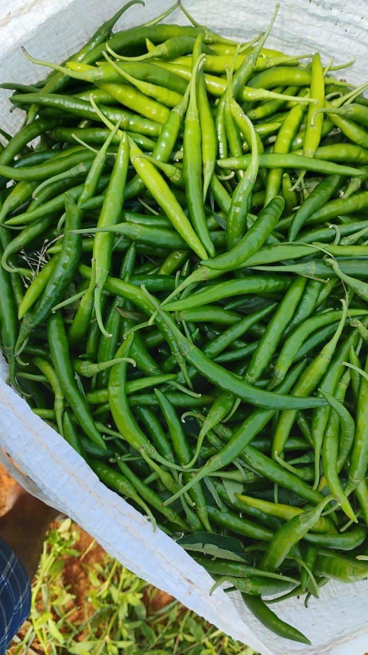Premium Fresh Green Chilli