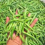 Premium Fresh Green Chilli