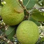 Premium Green Guava
