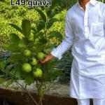 Premium Green Guava
