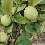Premium Green Guava