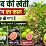 Premium Green Guava