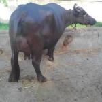 Black Murrah Buffalo