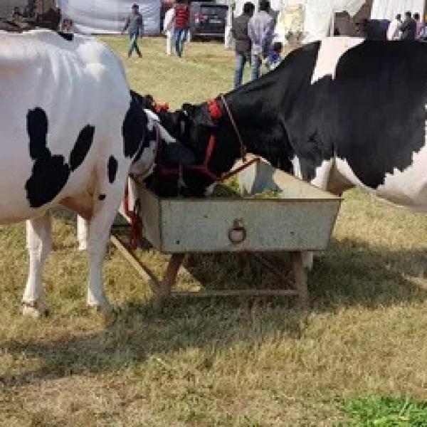 Indian HF Cows