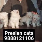 Presian cats