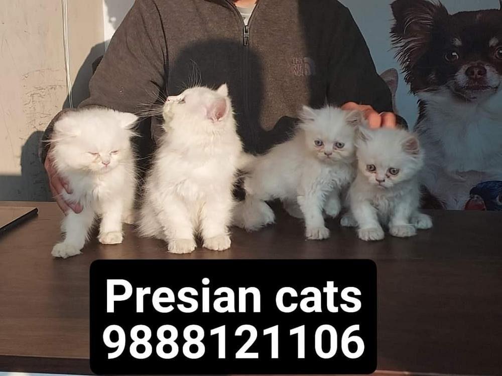 Presian cats