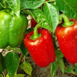 Capsicum (Bell Pepper)