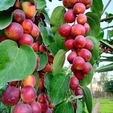 Premium Kashmiri Apple Grafted Live Plant