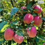 Premium Kashmiri Apple Grafted Live Plant