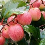 Premium Kashmiri Apple Grafted Live Plant