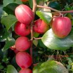 Premium Kashmiri Apple Grafted Live Plant