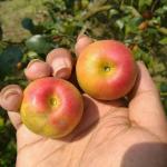 Premium Kashmiri Apple Grafted Live Plant