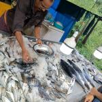KCA Fish Mart