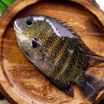 Pearl Spot (Karimeen)