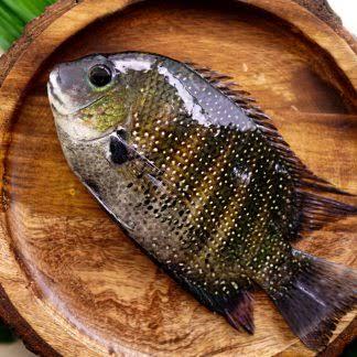 Pearl Spot (Karimeen)