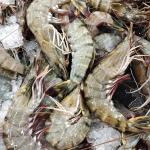 Prawns