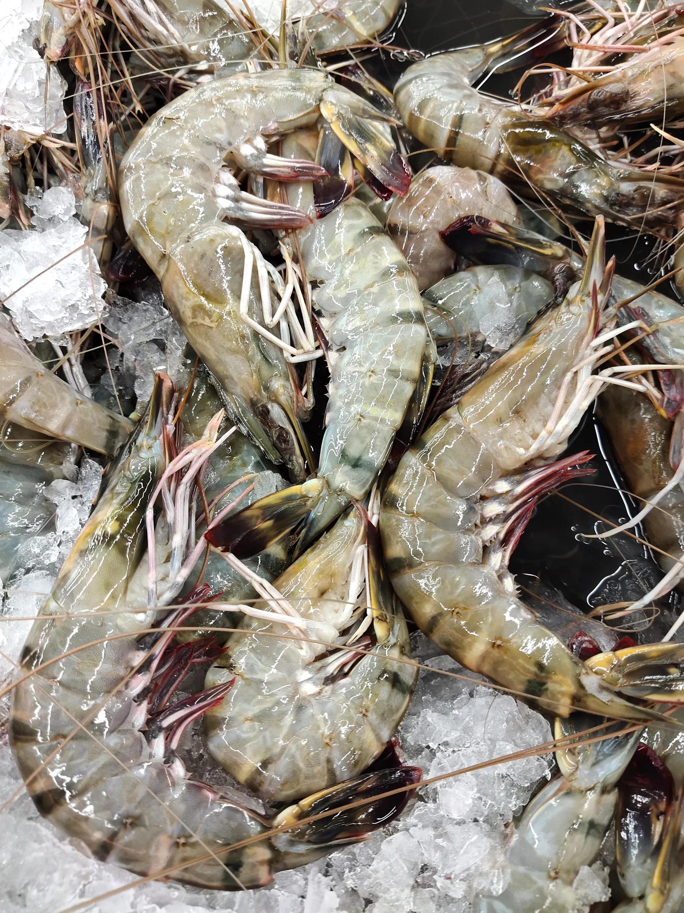 Prawns