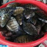 Pearl Spot (Karimeen)