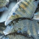 Pearl Spot (Karimeen)