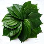 betel leaf ( Paan Leaf)