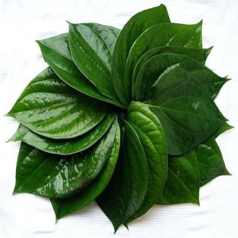 betel leaf ( Paan Leaf)