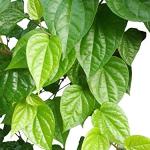 betel leaf ( Paan Leaf)