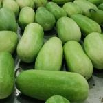 Premium Fresh Ash Gourd