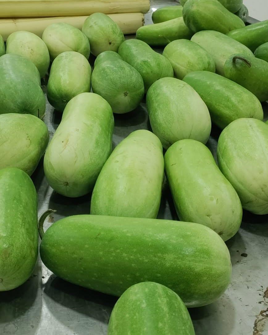 Premium Fresh Ash Gourd