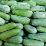 Premium Fresh Ash Gourd