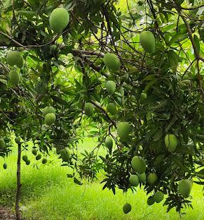 Kokilammal Mango Farm