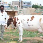 Premium HF Cross Dairy Cow