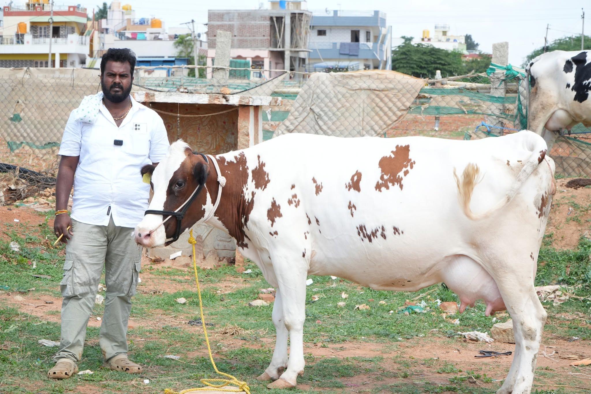 Premium HF Cross Dairy Cow