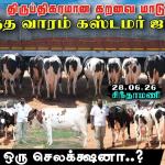 Premium HF Cross Dairy Cow