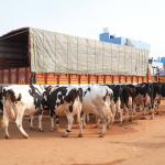 Premium HF Cross Dairy Cow