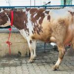 Premium HF Cross Dairy Cow