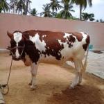 Premium HF Cross Dairy Cow
