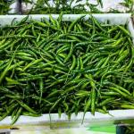 Green Chilli