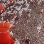 Turky Chiks 65 days