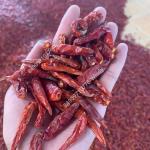 Premium Dried Red Bird's Eye Chilli