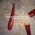 Premium Dried Red Bird's Eye Chilli