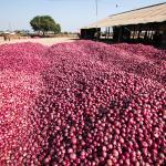 onion