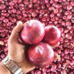 onion