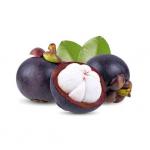 Mangosteen plant 4year old