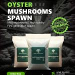 Oyster Mushroom Spawn