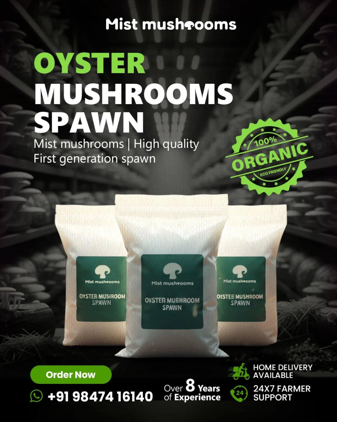 Oyster Mushroom Spawn