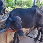 Karukutty Mura Buffalo Farm