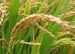 Nathagiri Farmer Producer Company Limited