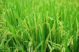 Nerkkalanjiyam Collective Farming Farmer Producer Company Limited