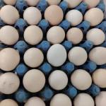 COUNTRY CHICKEN EGGS
